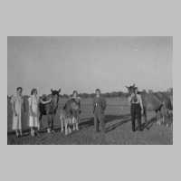 052-0014 Auf der Pferdekoppel rechts der Alk vom Anwesen Willuhn am 11.06.1939 .JPG
